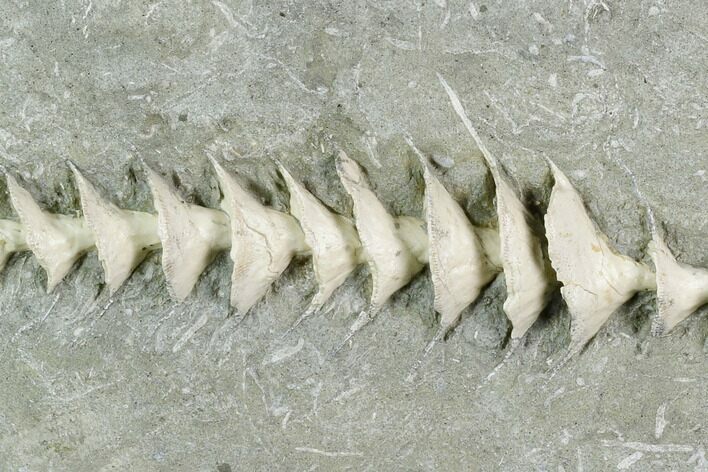 Archimedes Screw Bryozoan Fossil - Illinois #130230